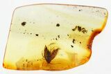 Detailed Fossil Moth (Lepidoptera) in Baltic Amber #346379-1